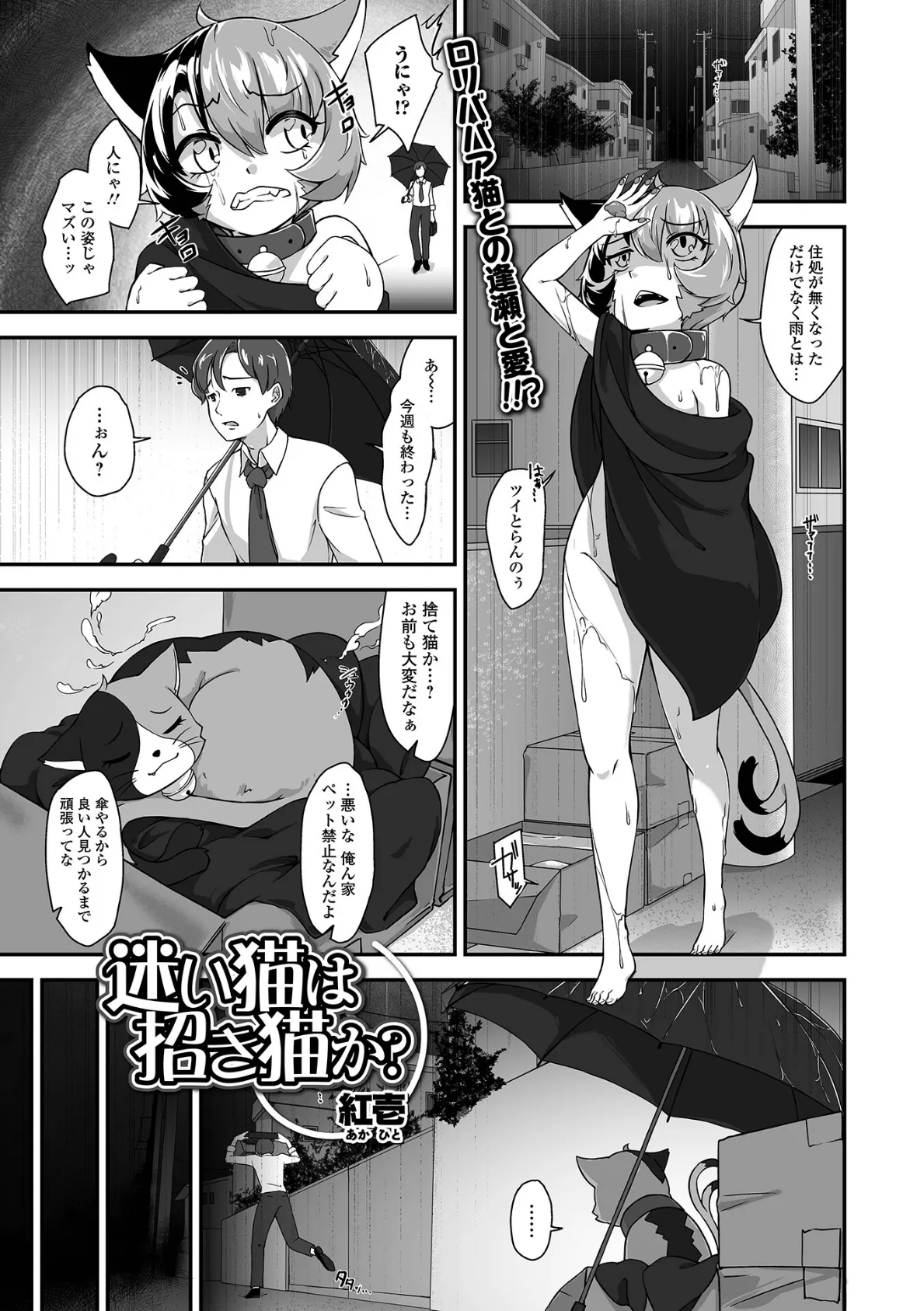 迷い猫は招き猫か?